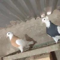 کبوتر طوقی