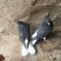 یک جفت جوجه دمسفید کمربالا