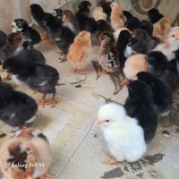جوجه محلی مرغ