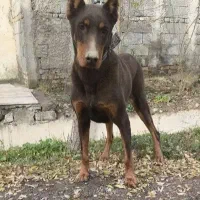 سگ دوبرمن نر اصل