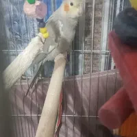 عروس هلندی دو ماهه|پرنده|تاکستان, |دیوار