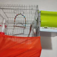 قفس طوطی برزیلی وعروس هلندی