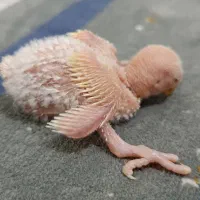 طوطی برزیلی