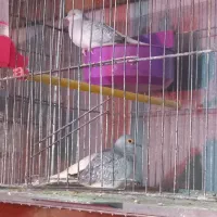 چندجفت پرنده الماسی ومرغ عشق