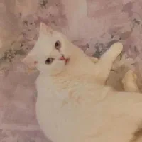 یه دختر بریتیش تمام سفید