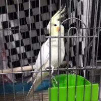 عروس هلندی|پرنده|قرچک, میرزائی جنوبی|دیوار