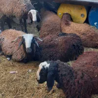 فروش ۴ راس گوسفند نر