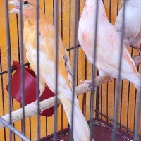 قناری سرخ|پرنده|سیرجان, |دیوار