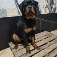 روت وایلر نر سالم با شناسنامه 10ماهه