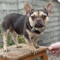 سگ فرنچ بولداگ نر بلک تن