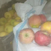 فروش عمده سیب درجه یک و دو|خوردنی و آشامیدنی|صائین قلعه, |دیوار