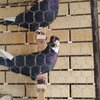 جفت سیاه پلنگ کلاهی عطیقه