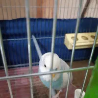 مرغ عشق دستی