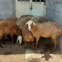 گوسفند وبره قربانی