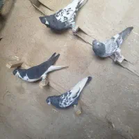 کفتر