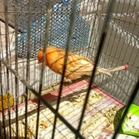 قناری آگات سرخ.طلایی خوشکل|پرنده|فسا, |دیوار