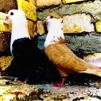 تعدادی کبوتر  کربلایی طوقی  ساده سیاه