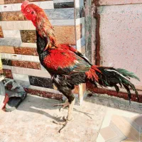 خروس|حیوانات مزرعه|میناب, |دیوار