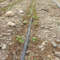 فروش-زمین-کشاورزی-عنبرآباد