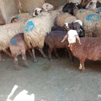 میش وبره