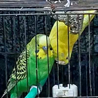 جفت مرغ عشق مولد واقعی / جوجه‌رسان و ضمانتی