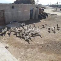 غاز محلی روستای جابلو منطقه ویگیچ