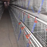 تولیدکننده تجهیزات‌مرغداری تخمی،گوشتی ب صورت تخصصی