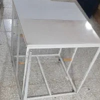 کفتر کبوتر|پرنده|شیراز, تندگویان|دیوار