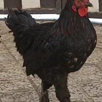 سه تا خروس جوان و درشت