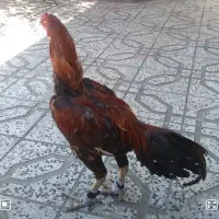 مرغو خروس لاری