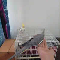 عروس هلندی جفت با قفس