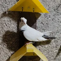 کبوتر سینه ای|پرنده|قم, کوه سفید|دیوار