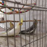 سه عدد عروس هلندی لوتینو سینامون آهویی