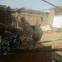 تخم مرغ گلین|حیوانات مزرعه|معصومیه, |دیوار