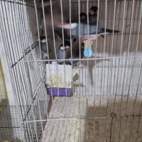 فنچ نرگسی سالم جفتی  800|پرنده|اصفهان, سپاهان‌شهر|دیوار