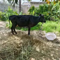 گاو ماده
