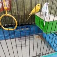 مرغ عشق|پرنده|شیراز, کوشک میدان|دیوار