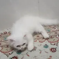 گربه|گربه|کرمانشاه, |دیوار