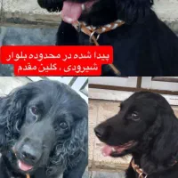 این سگ پیدا شده در تنکابن