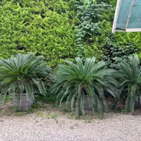 سیکاس زینتی بسیار زیبا