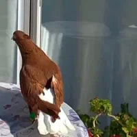 کبوترسرخ دم سفیدخال سیاه کاکلی رنگ خون وزرددم سفید