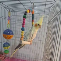 عروس هلندی