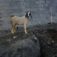 گیسه  رودان