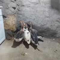 قاز محلی|حیوانات مزرعه|مریوان, |دیوار