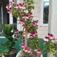 گل و درخچه