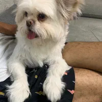 سگ مالتیز رایگان