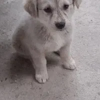 حیوانات سرگرمی