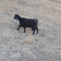 بزغاله ابستن