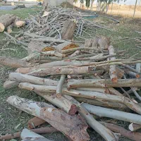 خرید انواع درخت باغی توت انجیر اکالیپتوس|خدمات باغبانی و درختکاری|آق قلا, |دیوار