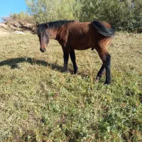 کره اسب نر 6ماه|اسب و تجهیزات اسب‌سواری|سیلوانه, |دیوار